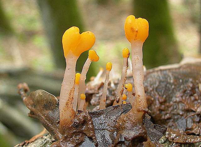 La  Flora  micologica  Alsaziana